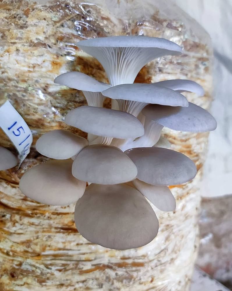 Mushroom Grow Kit